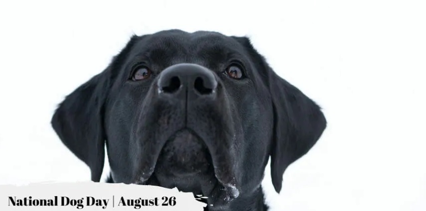Celebrate National Dog Day on August 26th
